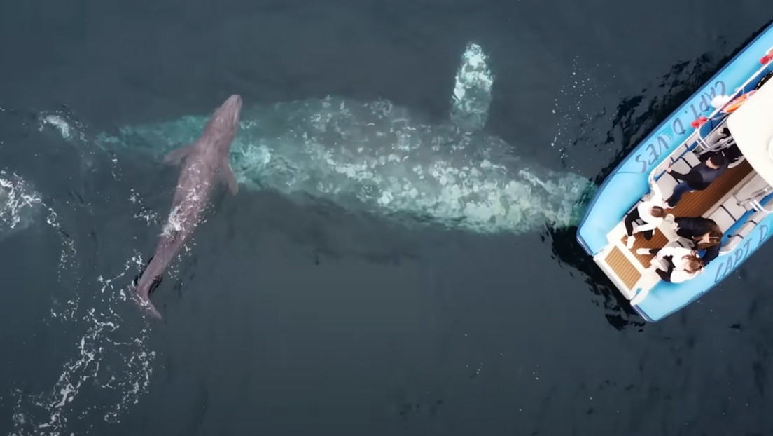 Captan el nacimiento extremadamente raro de una ballena gris