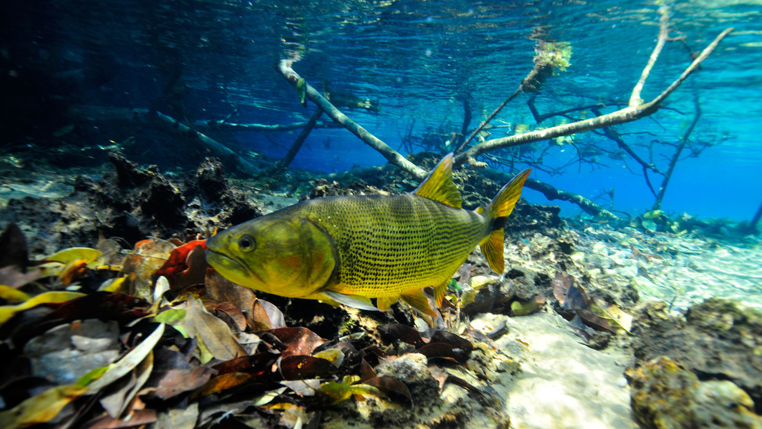 Descubren 35 nuevas especies de peces en un parque nacional en Bolivia Descubren 35 nuevas especies de peces en un parque nacional en Bolivia