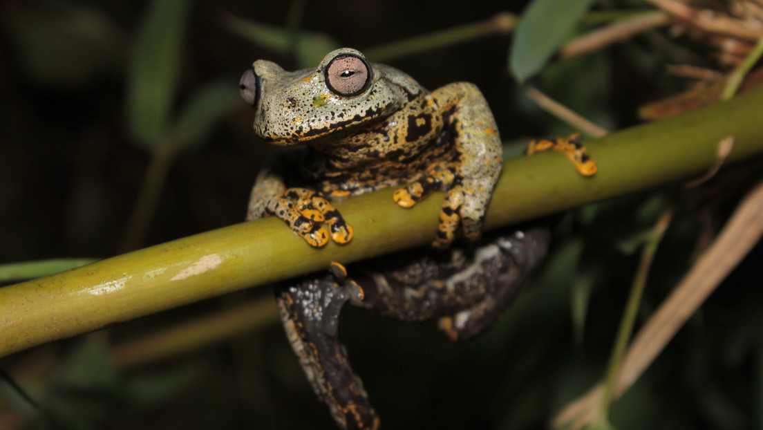 Descubren en Ecuador una nueva especie de rana y la nombran en honor al autor de 'El Señor de los Anillos'