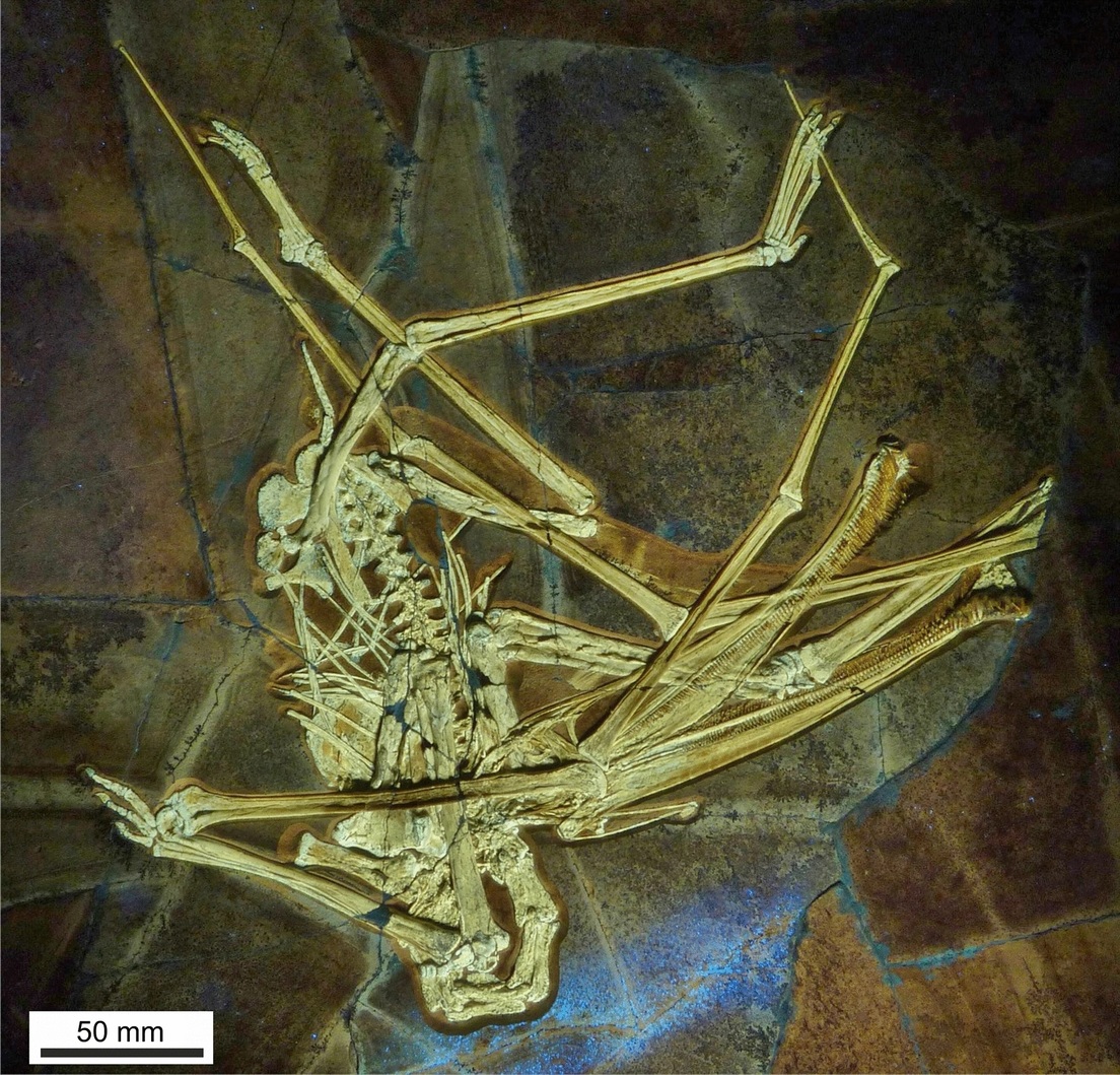 Nueva especie de pterosaurio con más de 400 dientes encontrada