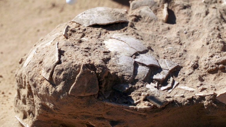 Encuentran antiquísimos huevos de avestruz en Israel en estado "excepcional" de preservación