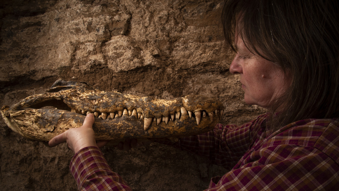 Hallan cocodrilos momificados de manera inusual en una tumba egipcia intacta