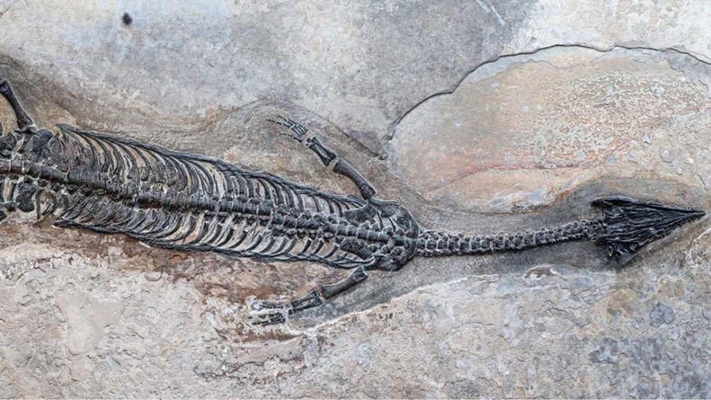 Hallan una criatura marina desconocida hasta ahora que vivió hace 244 millones de años