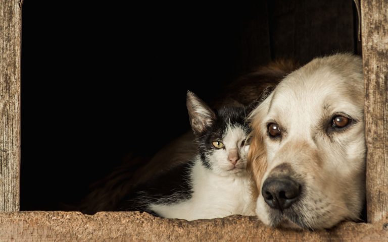 Importancia de tener un amigo de 4 patas