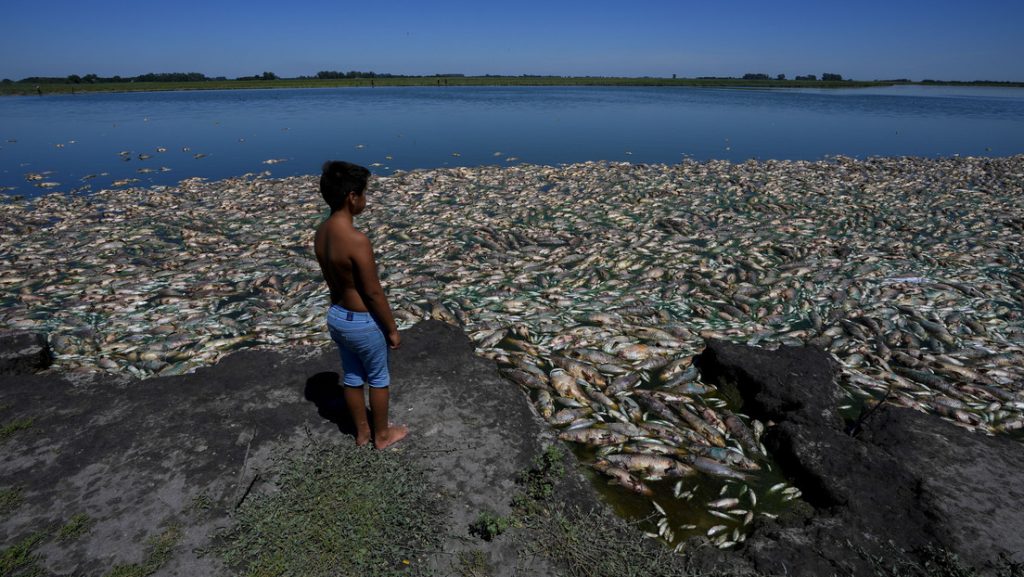 Miles de peces aparecen muertos en Argentina en medio de una fuerte sequía