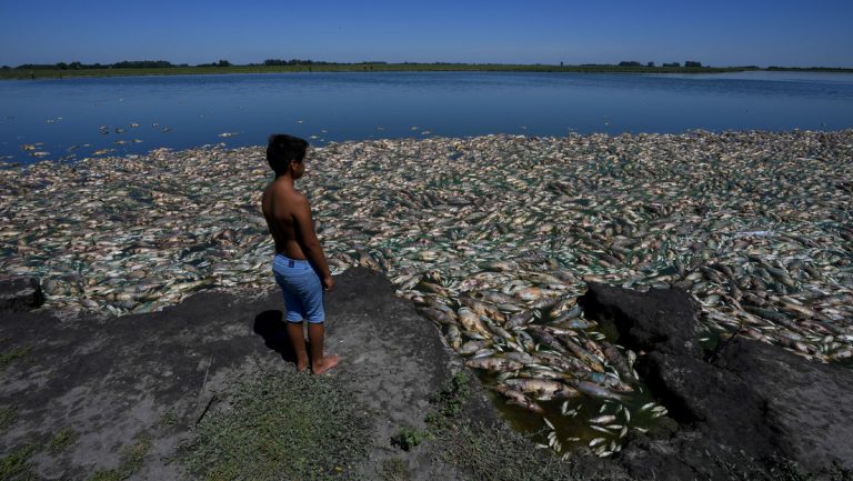 Miles de peces aparecen muertos en Argentina en medio de una fuerte sequía