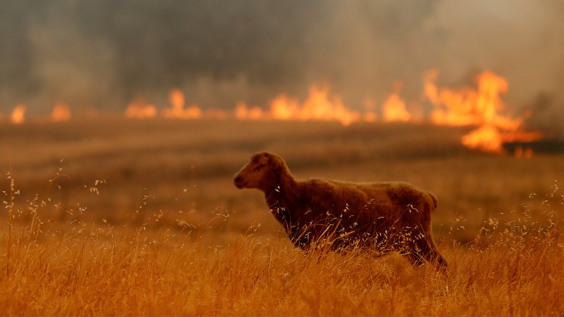 Ovejas cortafuegos: la propuesta en Chile para combatir los incendios forestales Ovejas cortafuegos: la propuesta en Chile para combatir los incendios forestales