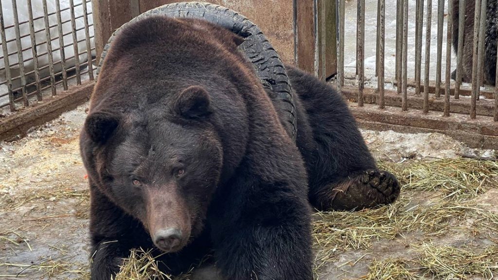 Operativo de rescate para liberar al oso Fiódor atrapado en un neumático
