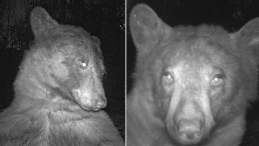 Oso pardo Especies de osos Comportamiento de osos Alimentación de osos Hábitat de osos Osos en peligro de extinción Caza furtiva de osos Osos polares Osos negros Observación de osos Protección de osos Osos en cautiverio Osos en la cultura popular Osos en el arte Ecoturismo de osos.