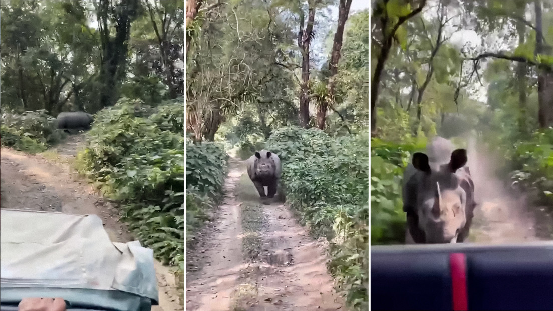 Un rinoceronte persigue a un grupo de turistas en un parque de la India (VIDEO)