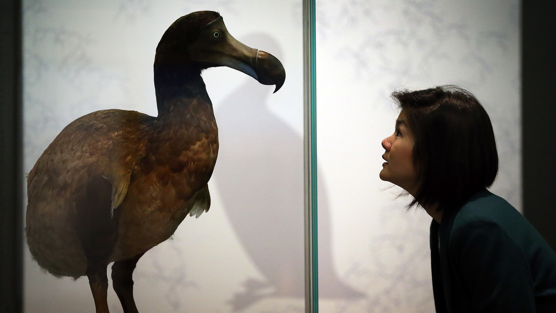 Científicos inician un proyecto para resucitar al pájaro dodo