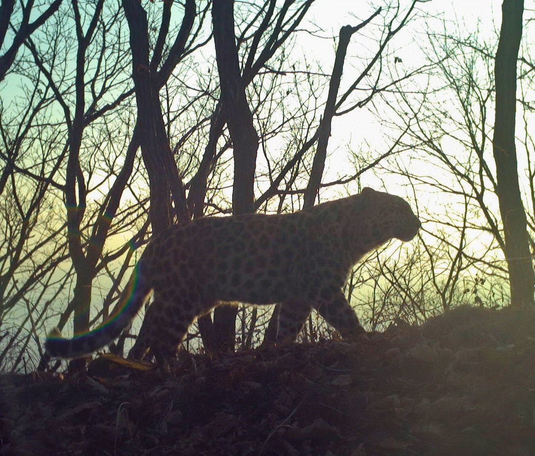Conozcan a Martín Fierro, el leopardo de un zoo ruso 'protegido' por el papa Francisco