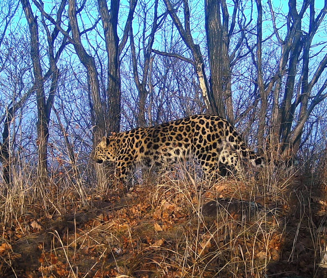 Conozcan a Martín Fierro, el leopardo de un zoo ruso 'protegido' por el papa Francisco