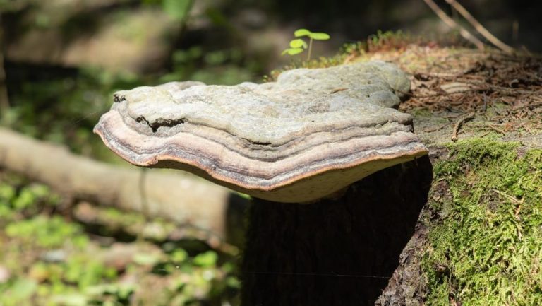 Descubren que un hongo podría ser una alternativa ecológica para construir materiales livianos y resistentes