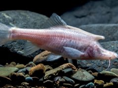 Descubren una nueva especie de 'pez unicornio' ciego en una cueva china