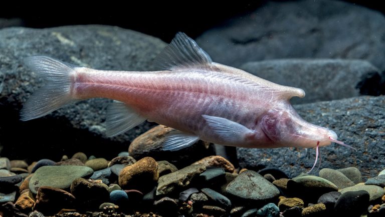 Descubren una nueva especie de 'pez unicornio' ciego en una cueva china