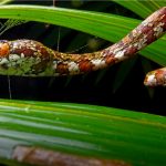 Designan con el nombre de DiCaprio a una nueva especie de serpiente encontrada en Panamá