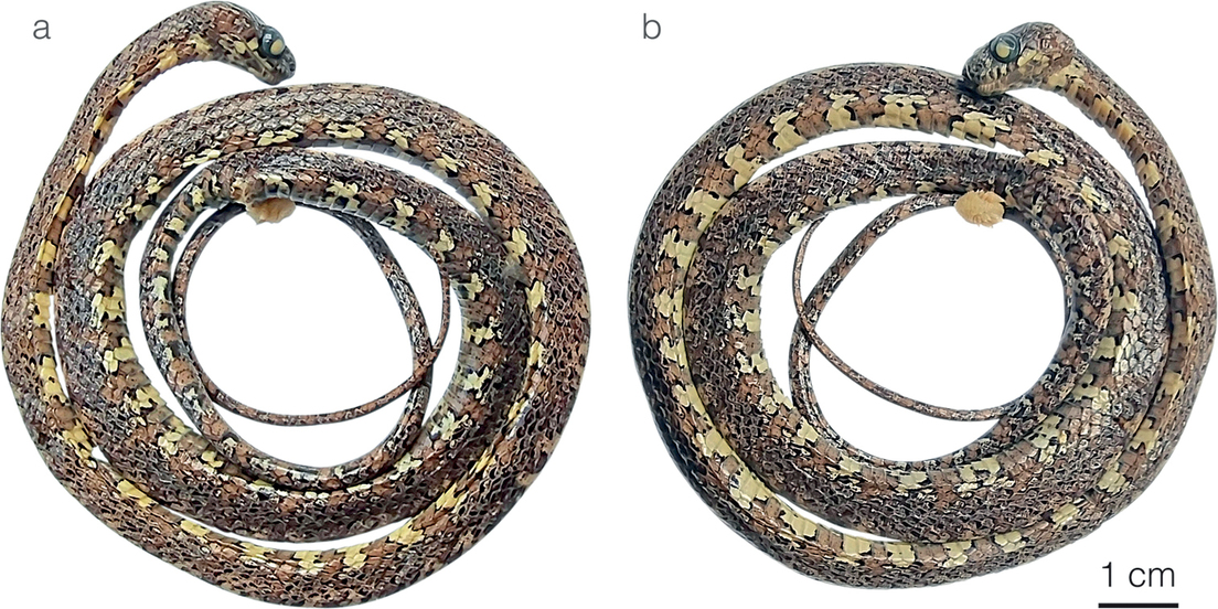 Designan con el nombre de DiCaprio a una nueva especie de serpiente encontrada en Panamá