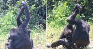 Develan el secreto del apretón de manos entre chimpancés al acicalarse