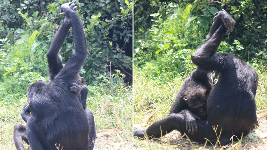 Develan el secreto del apretón de manos entre chimpancés al acicalarse