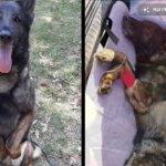 Muere el perro rescatista mexicano Proteo durante una operación de salvamento en Turquía