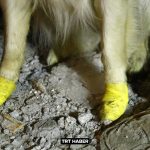 Perro de rescate se corta las patas en los escombros