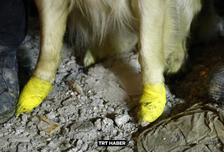 Perro de rescate se corta las patas en los escombros