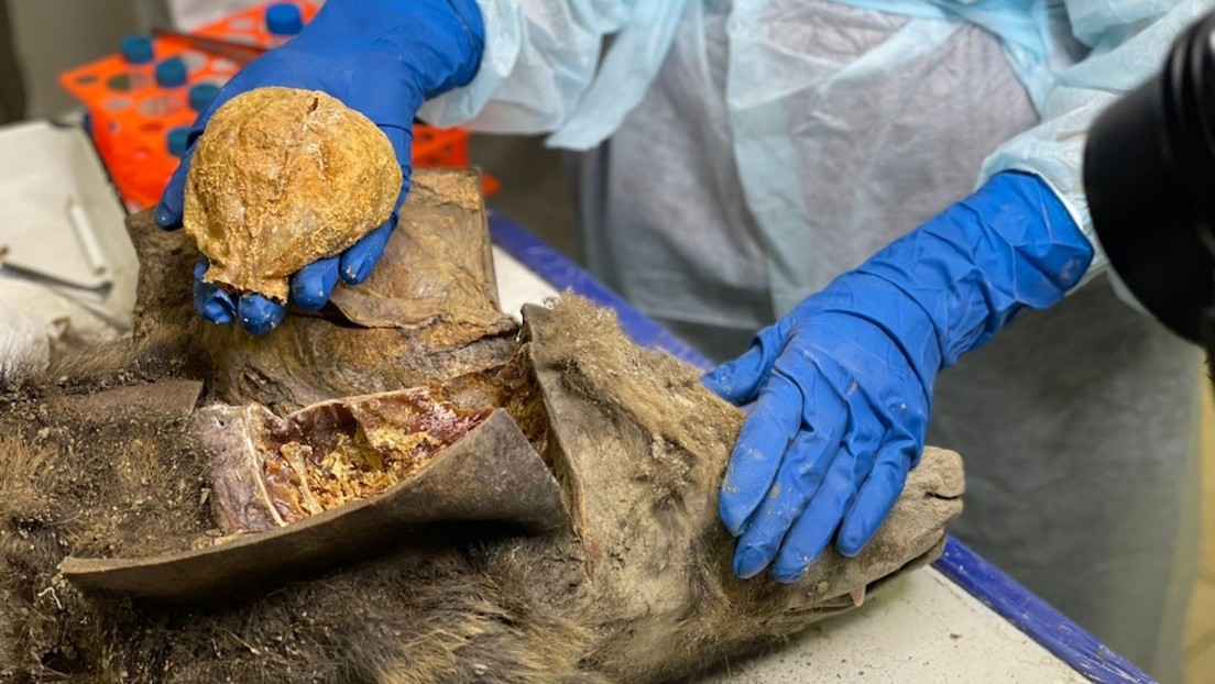 Practican una autopsia a un oso de 3.460 años de antigüedad, "un hallazgo sin parangón en el mundo"