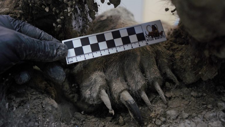 Practican una autopsia a un oso de 3.460 años de antigüedad, "un hallazgo sin parangón en el mundo"