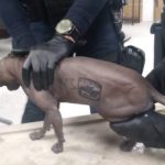 Rescatan a un gato tatuado con símbolos de un grupo criminal en un penal mexicano