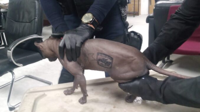 Rescatan a un gato tatuado con símbolos de un grupo criminal en un penal mexicano