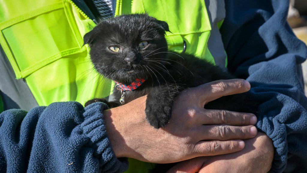 Rescatan a una gata 178 horas después del terremoto en Turquía