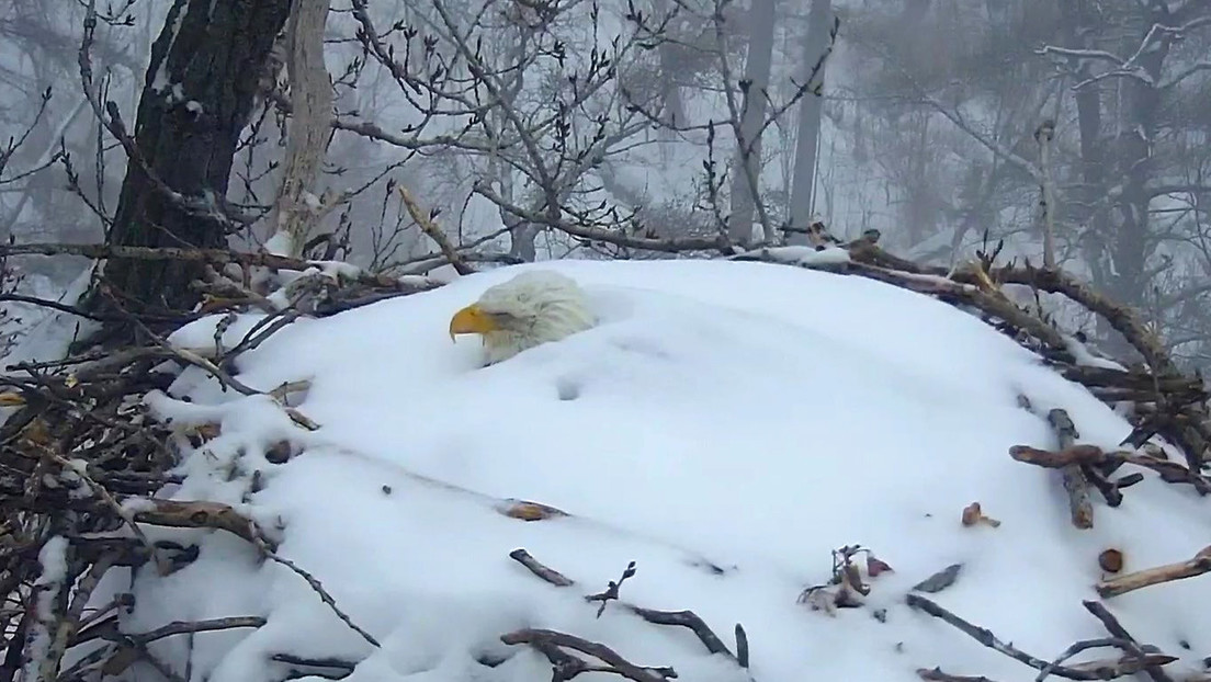 Un águila calva incuba sus huevos pese a estar prácticamente enterrada en la nieve