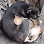 Un gato y un perro salvados de entre los escombros en Turquía intentan calentarse abrazándose
