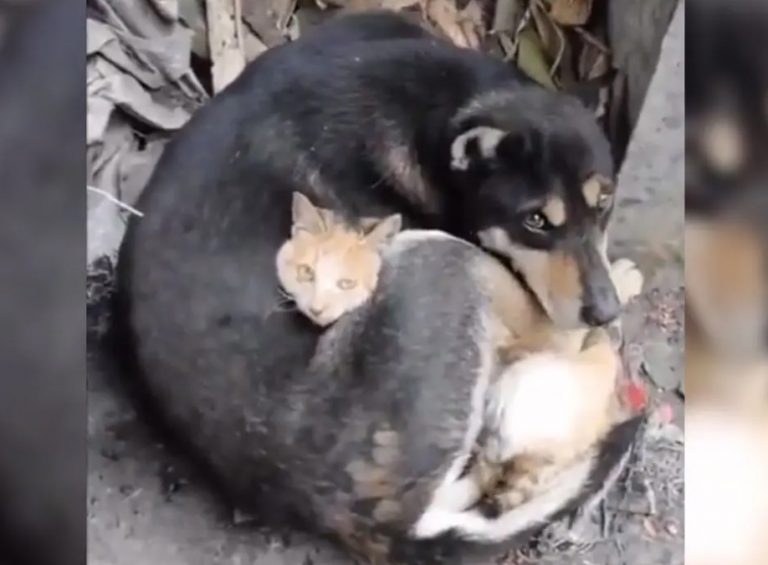 Un gato y un perro salvados de entre los escombros en Turquía intentan calentarse abrazándose