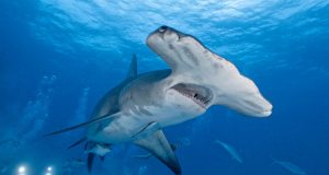 Un perro ahuyenta a un tiburón martillo de casi cuatro metros