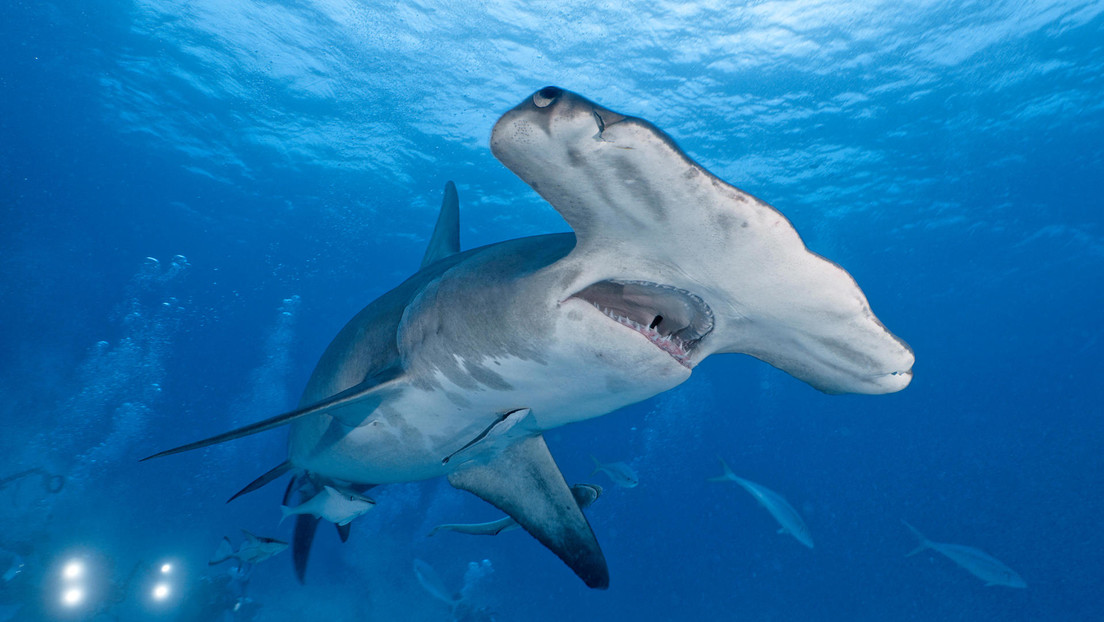 Un perro ahuyenta a un tiburón martillo de casi cuatro metros