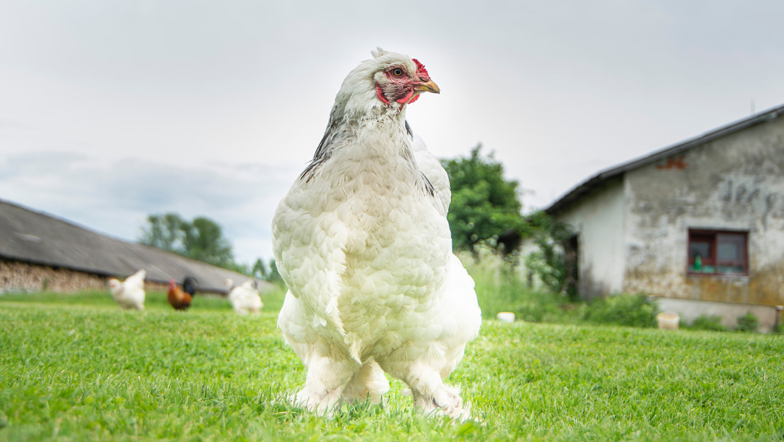 Una gallina mata a un hombre en Irlanda