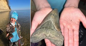 Una niña de 9 años halla un diente de un enorme tiburón prehistórico en una playa de EE.UU.