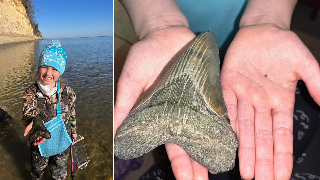 Una niña de 9 años halla un diente de un enorme tiburón prehistórico en una playa de EE.UU.