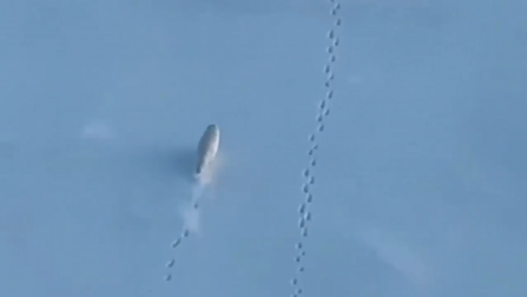 Zorros árticos escapan del camino de un rompehielos nuclear ruso