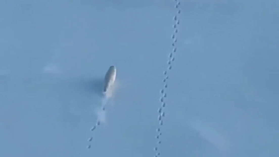 Zorros árticos escapan del camino de un rompehielos nuclear ruso