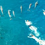 Acusan en Hawái a 33 bañistas de acosar a una manada de delfines