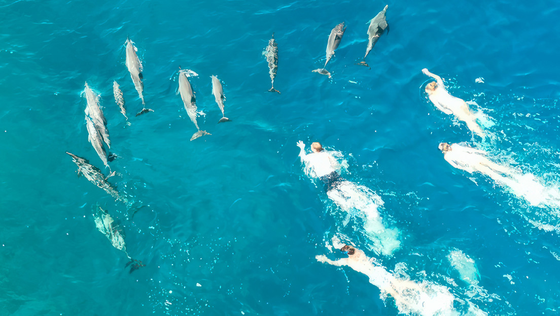Acusan en Hawái a 33 bañistas de acosar a una manada de delfines