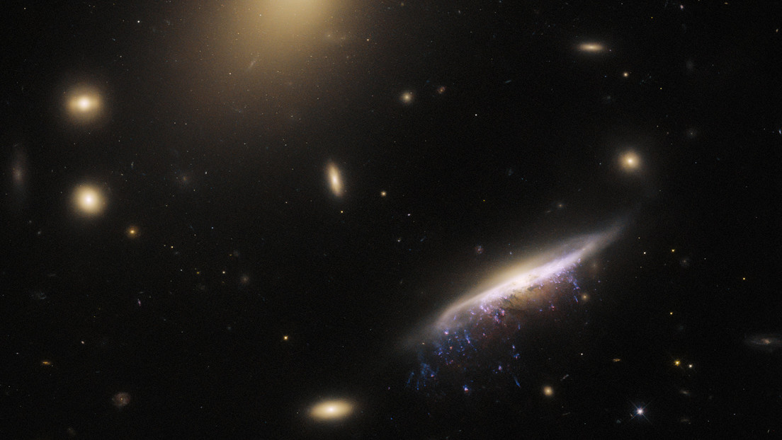 Captan una medusa galáctica a 800 millones de años luz (FOTO)