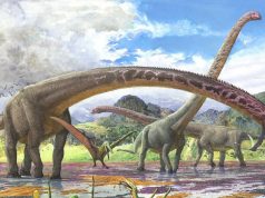 Descubren el fósil de dinosaurio con el cuello más largo conocido
