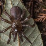 Descubren en Brasil una especie de hongo parasitario que mata arañas