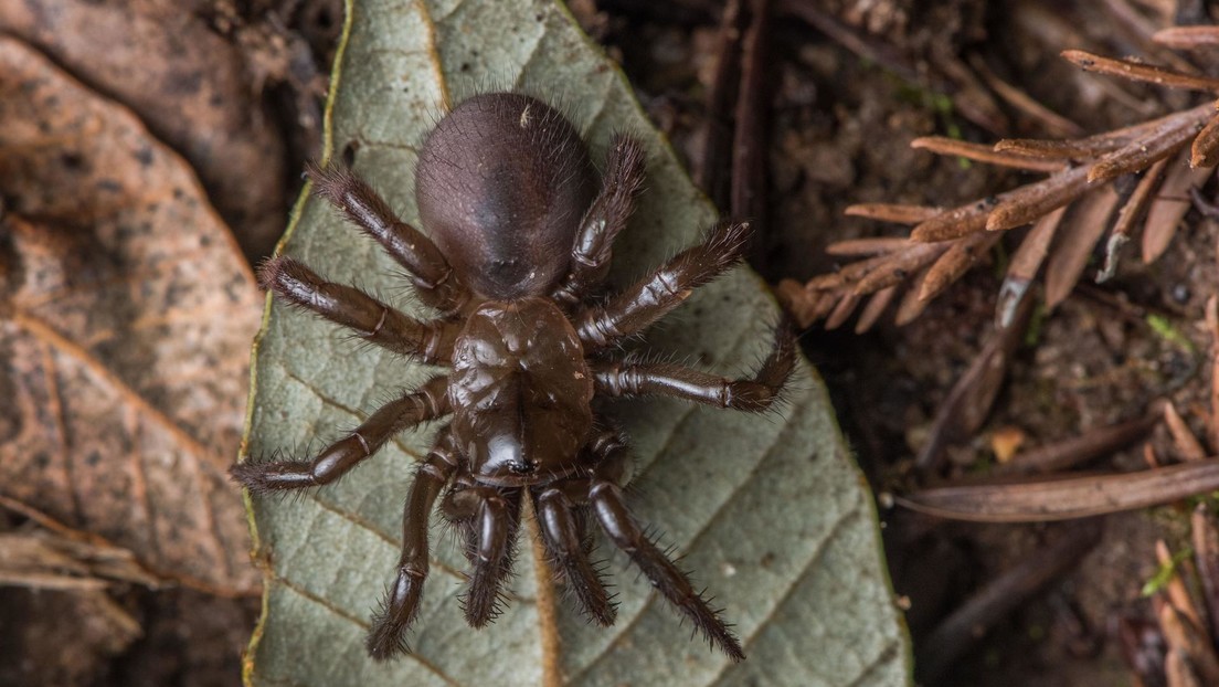 Descubren en Brasil una especie de hongo parasitario que mata arañas