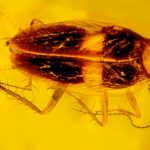 Descubren incrustada en ámbar dominicano una cucaracha de unos 30 millones de años