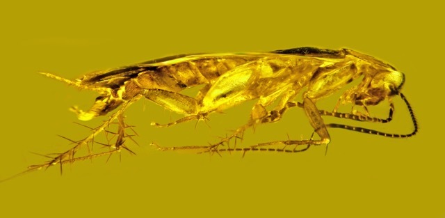 Descubren incrustada en ámbar dominicano una cucaracha de unos 30 millones de años